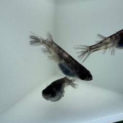 【お取引き決定の為停止中】和墨　めだか　トリオ(♂1♀2)の画像