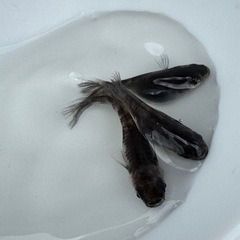 【お取引き決定の為停止中】和墨　めだか　トリオ(♂1♀2)の画像