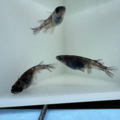 【お取引き決定の為停止中】和墨　めだか　トリオ(♂1♀2)の画像