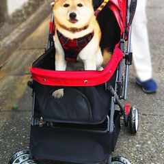 ペットカート 対面式 折りたたみ 多頭 中型犬 小型犬 猫 2way 軽量 組立簡単 工具不要 介護用 ドッグカート ペットバギー の画像