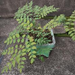 取り引き調整中　タラの木　鉢植えの画像