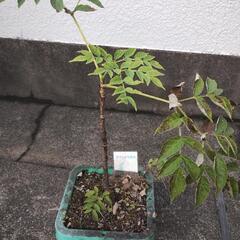 取り引き調整中　タラの木　鉢植えの画像