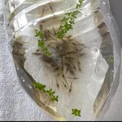 ミナミヌマエビ30匹