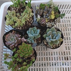 多肉寄植え
セット　