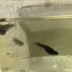 黒天幻龍の稚魚の画像