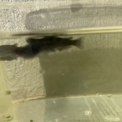 黒天幻龍の稚魚の画像