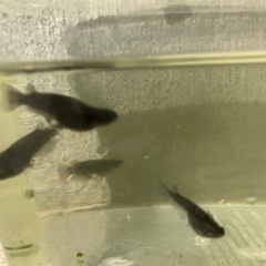 黒天幻龍の稚魚の画像