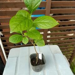【B】柿の木 １本