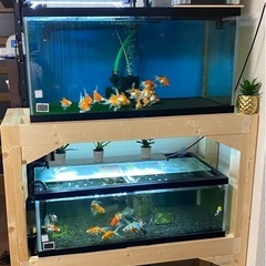 【売り切り激安】水槽、水槽棚、濾過器などフルセット