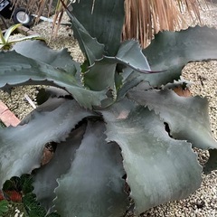 アガベ　特大　ミスターリップルの画像
