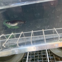 お取引決定。オロチメダカの稚魚(ヒレ長混ざり)の画像