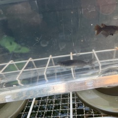 お取引決定。オロチメダカの稚魚(ヒレ長混ざり)の画像