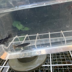 お取引決定。オロチメダカの稚魚(ヒレ長混ざり)の画像