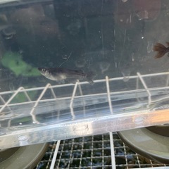 お取引決定。オロチメダカの稚魚(ヒレ長混ざり)の画像