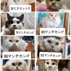 ブリーダー崩壊現場からレスキュー‼️
