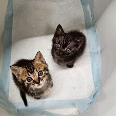 ⭐️可愛い猫ちゃんに会いに来て下さい⭐️