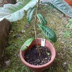 【①】枇杷（ビワ、びわ）の木の画像
