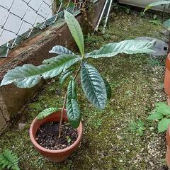 【①】枇杷（ビワ、びわ）の木の画像