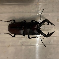 ノコギリクワガタ