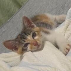 たまちゃん