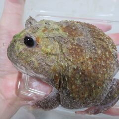 クランウェルツノガエル　ミュータント　エクリプスアイの画像