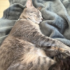 どうか幸せにしてあげてください。
