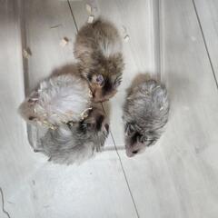 【受付終了】ハムスター　ゴールデン　カラー　ロングヘアー　…