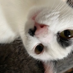 可愛いにゃんこ達です!!