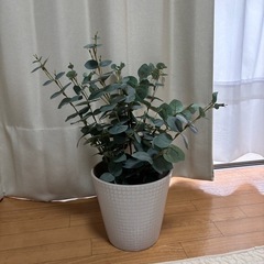 IKEA 造花 鉢カバー ユーカリ フェイカ