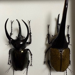 ヘラクレスオオカブト　タイリクコーカサス　標本箱付き