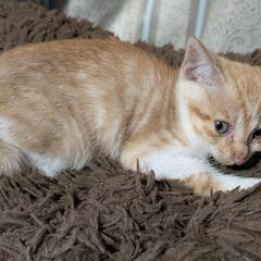 子猫里親募集 生後何ヶ月か分かりません