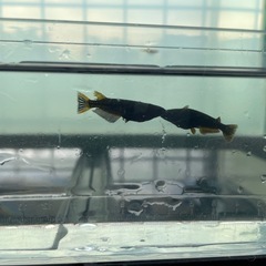 【お引取中】
カイジめだか⭐︎メダカ