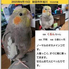 オカメインコ　迷子