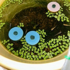 ミックスメダカの針子 30匹