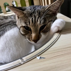 【お小遣い稼ぎ】原付があれば稼働できる❗️ 時給1,100円以上💰の画像