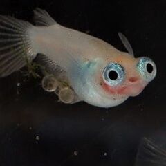 『ポニョ』稚魚5匹!  メダカ めだか 限定１セット