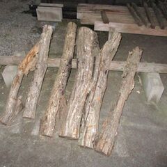 椎茸の榾木　腐った木　６本　こなら？
