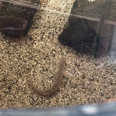 ドジョウ譲ってください！