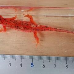 【価格交渉可】♂色彩変異　アカハライモリの画像