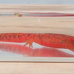 【価格交渉可】♂色彩変異　アカハライモリの画像