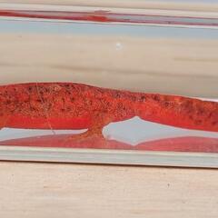 【価格交渉可】♂色彩変異　アカハライモリの画像