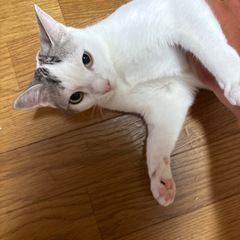 再度里親さん募集