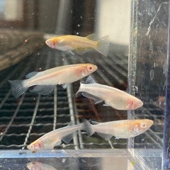 王妃👑アルビノ✨　８匹　めだか　メダカの画像