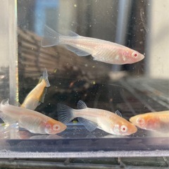 王妃👑アルビノ✨　８匹　めだか　メダカの画像