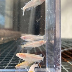 王妃👑アルビノ✨　８匹　めだか　メダカの画像