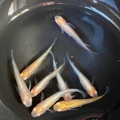 王妃👑アルビノ✨　８匹　めだか　メダカの画像