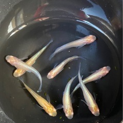 王妃👑アルビノ✨　８匹　めだか　メダカ
