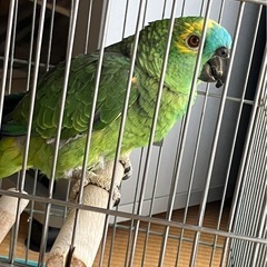 《アオボウシインコ》 の里親募集※現在沢山のご応募頂いてお…
