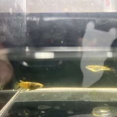 メダカ　金閣　卵
