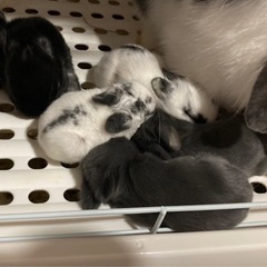 【うさぎ販売】ライオンドワーフラビット（カラー3種） − 滋賀県